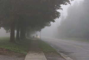 misty_morning_foggy_dog_canada_tree_early_morning-1414229