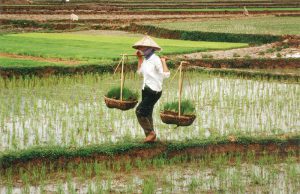 800px-Farmer_in_Vietnam