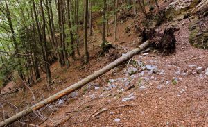 Fall Tree Roots End Forest